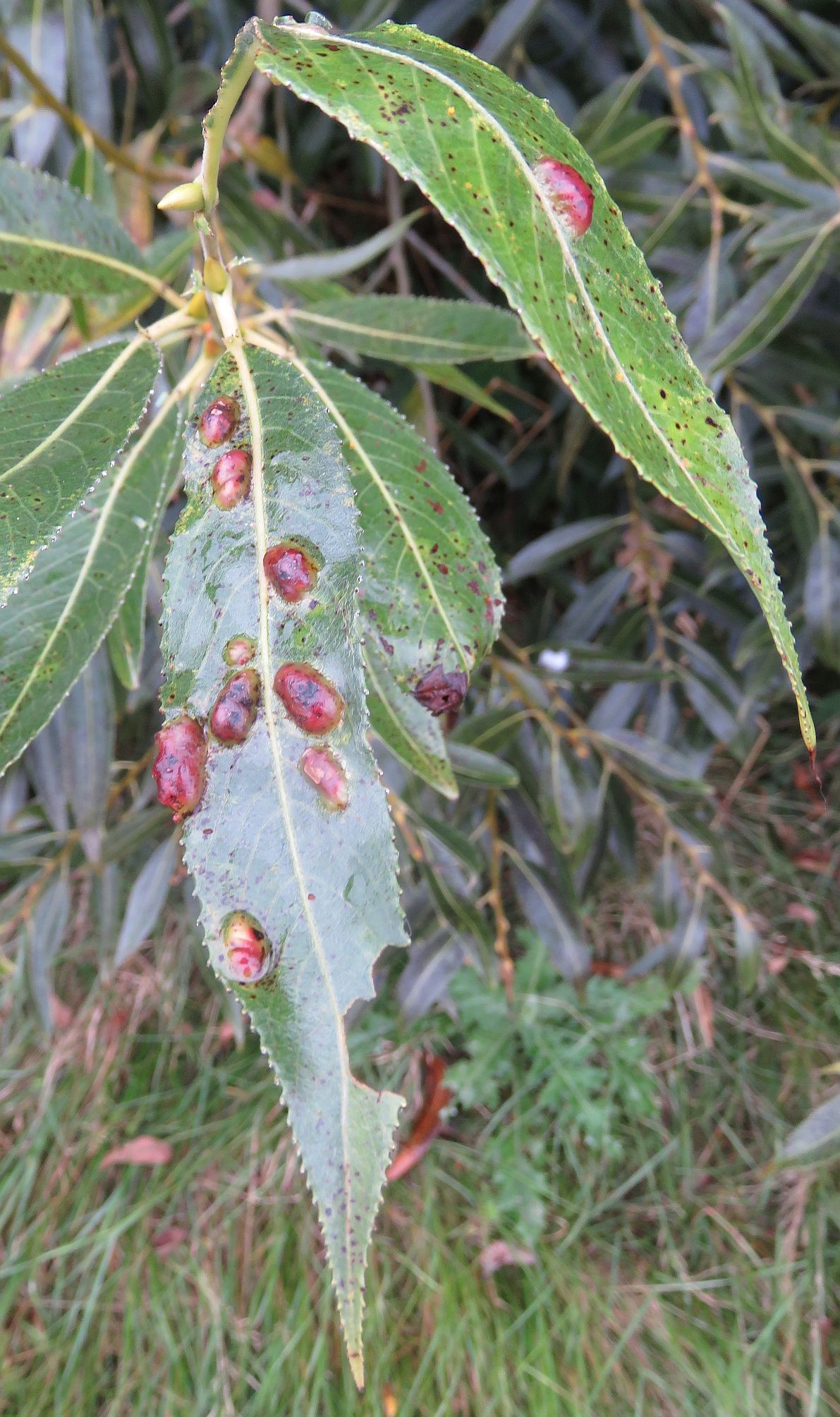 Red Bean Gall 
